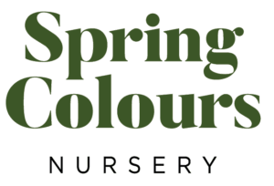 Spring Colours